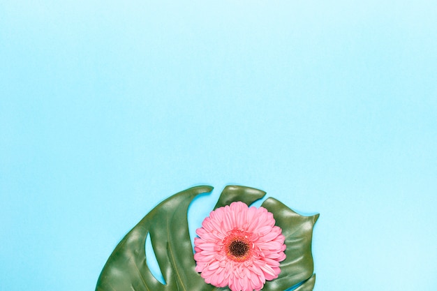 Flowers and monstera leaf