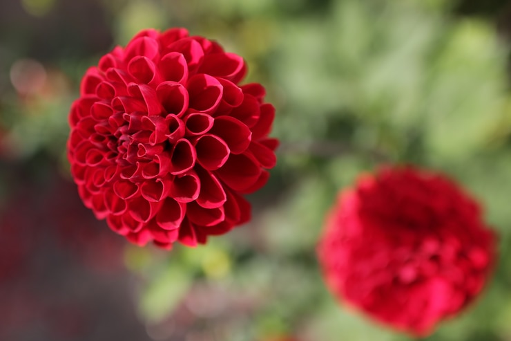 無料Photo 自然の中の花