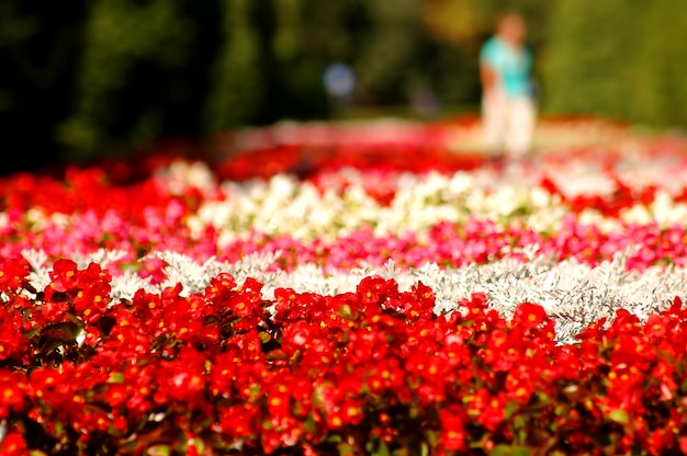 Flowers in a park