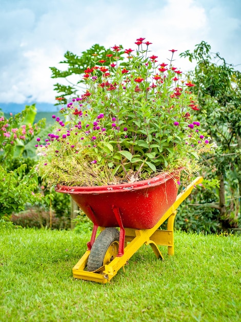 Flowers Planted in a Wheelbarrow