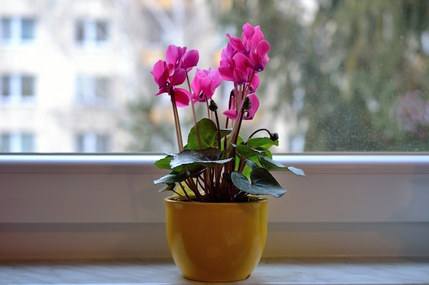 Free photo flowers in a pot