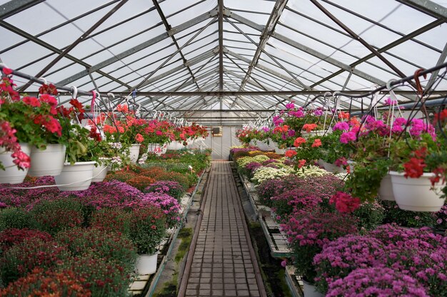 Flowers production and cultivation. Many chrysanthemum flowers in the greenhouse. Chrysanthemum plantation