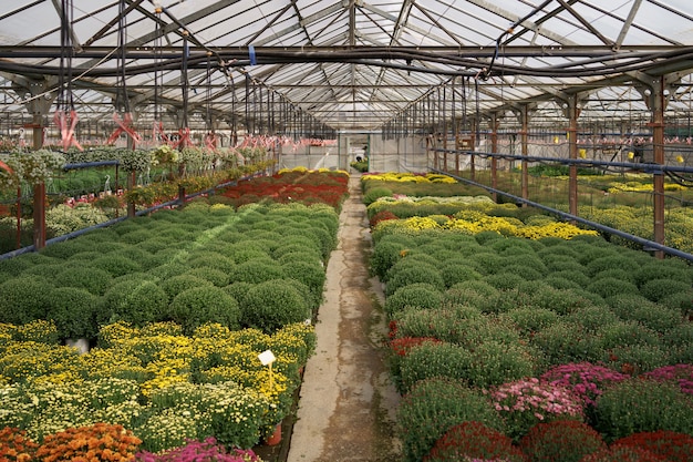 Flowers production and cultivation. Many chrysanthemum flowers in the greenhouse. Chrysanthemum plantation