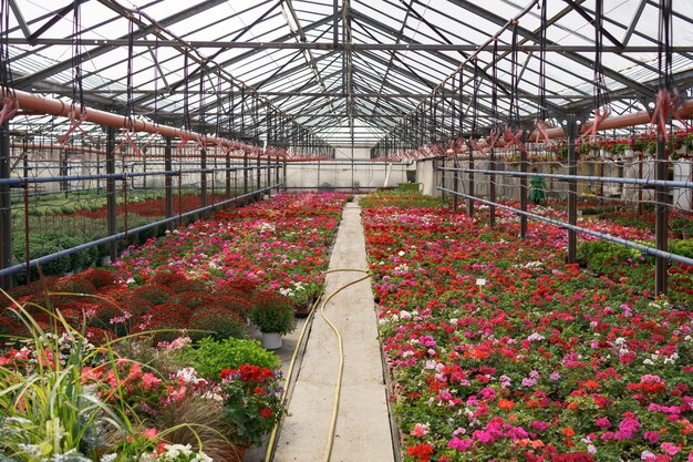 Flowers production and cultivation. Many chrysanthemum flowers in the greenhouse. Chrysanthemum plantation