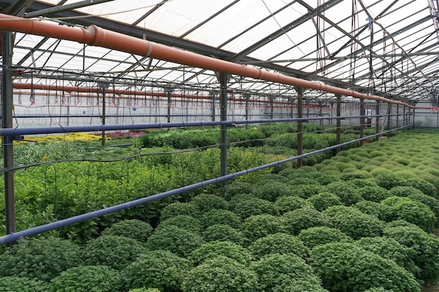 Flowers production and cultivation. Many chrysanthemum flowers in the greenhouse. Chrysanthemum plantation