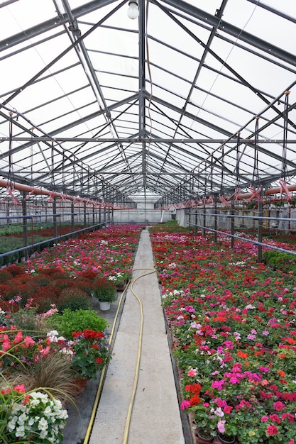 Flowers production and cultivation. Many geraniums and Chrysanthemum flowers in the greenhouse.