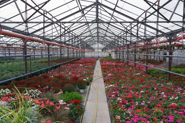 Flowers production and cultivation. Many geraniums and Chrysanthemum flowers in the greenhouse.