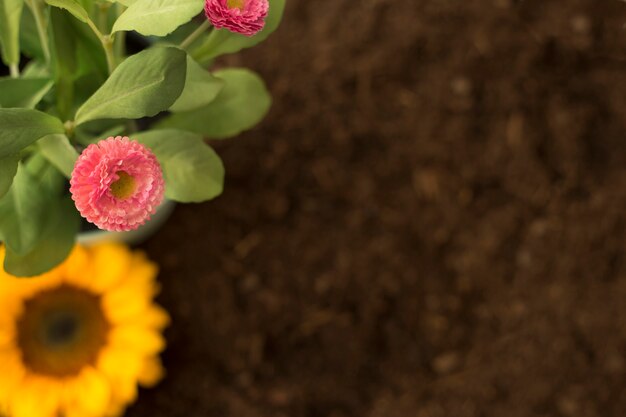 Flowers on soil with space