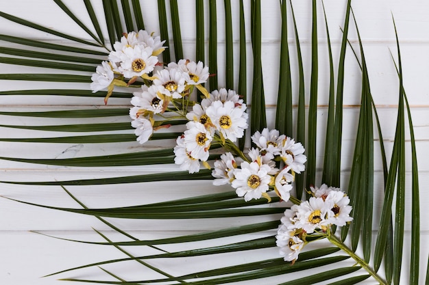 Flowers on stem of palm from above