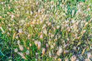 Foto gratuita fiori e sole