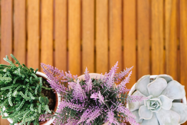 Free photo flowers in a terrace