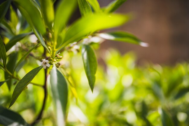 Flowers on tree branch in sunlight