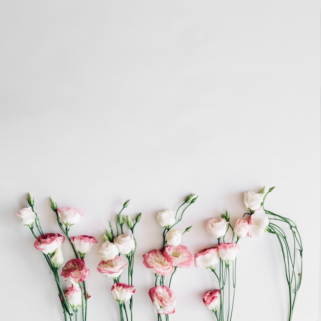 Flowers on white background