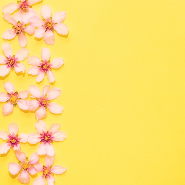  Flowers on yellow background with copyspace