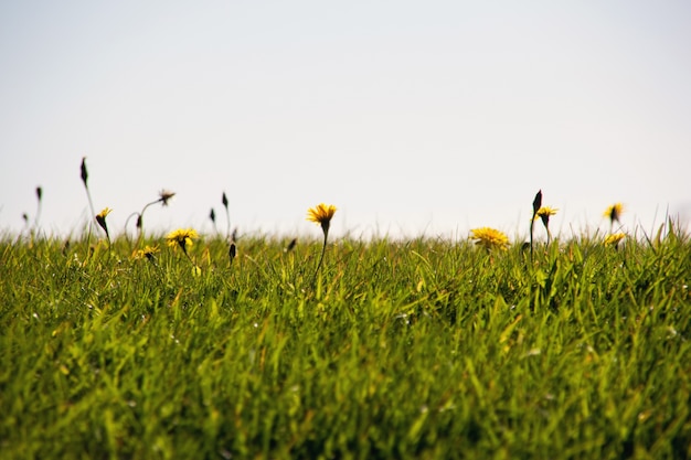 Free photo flowers