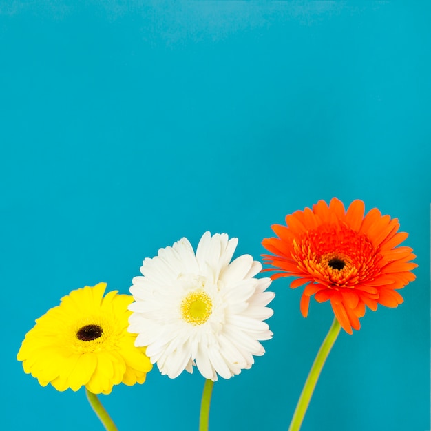 Free photo flowers