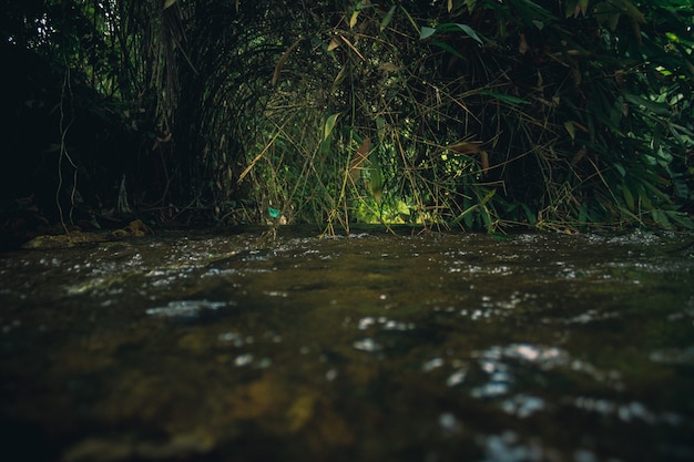 Flowing river with green plants