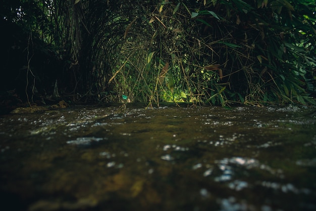 流れる川、緑の植物