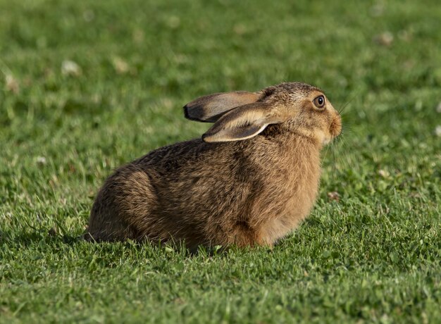 Fluffy adorable brown rabbit on the grassy field in the wild