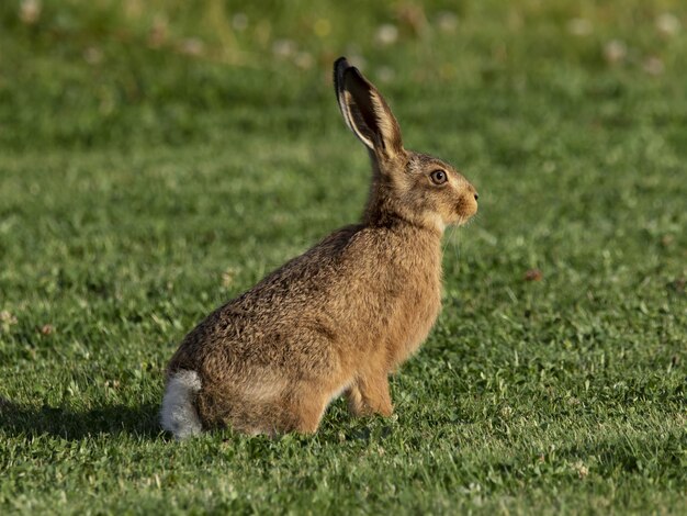 야생의 풀밭에 있는 푹신한 사랑스러운 갈색 토끼