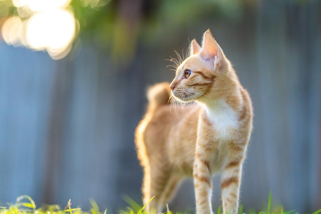 Fluffy adorable ginger cat on the grassy field