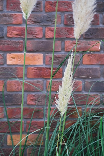 Free photo fluffy cane on the background of a red brick wall closeup selective focus panicles of pampas grass for decorative interior plants idea for a design article screensaver or background