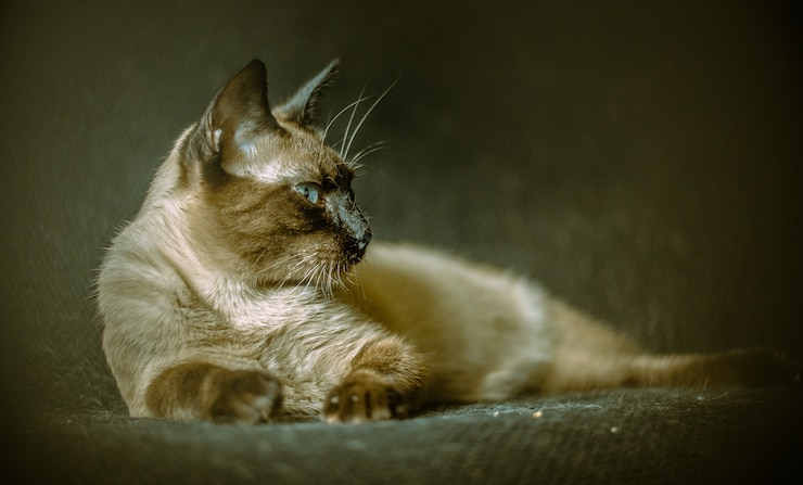 मुफ़्त फोटो fluffy cat with intense blue eyes lying on the sofa