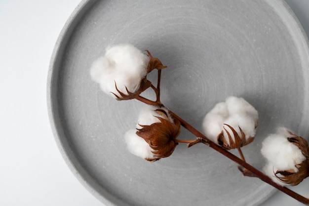 Free photo fluffy cotton plant with buds