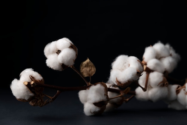 Free photo fluffy cotton plant with buds