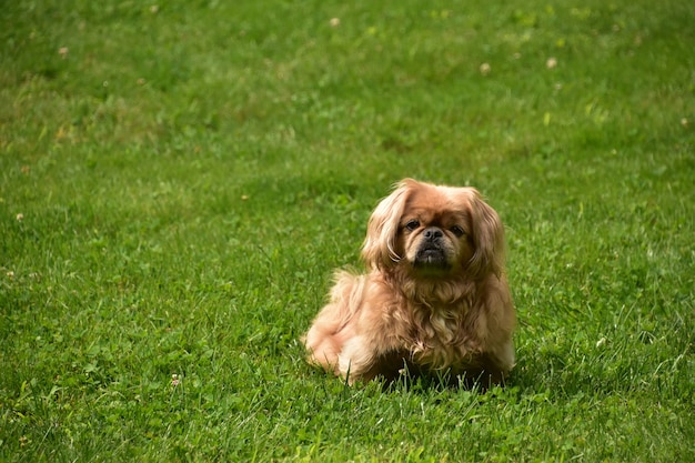 무더운 여름날 밖에 앉아 있는 푹신하고 귀여운 페키니즈 강아지.
