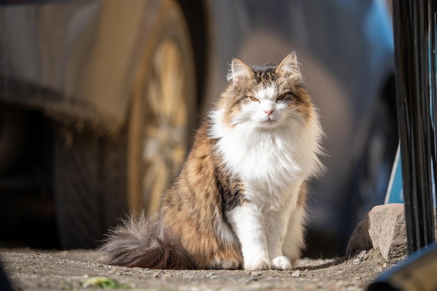 Fluffy and grumpy cat outdoorsduring daylight