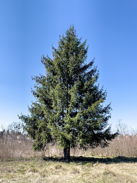 Fluffy live tree in an open area against the background of the sky.