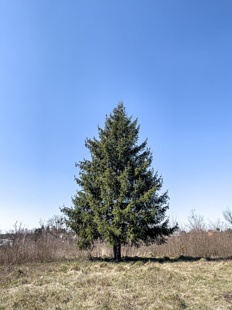 Fluffy live tree in an open area against the sky.