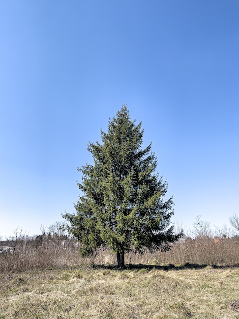 Fluffy live tree in an open area against the sky.