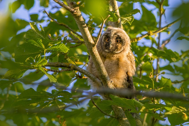 Fluffy owl sitting on tree branch between leaves