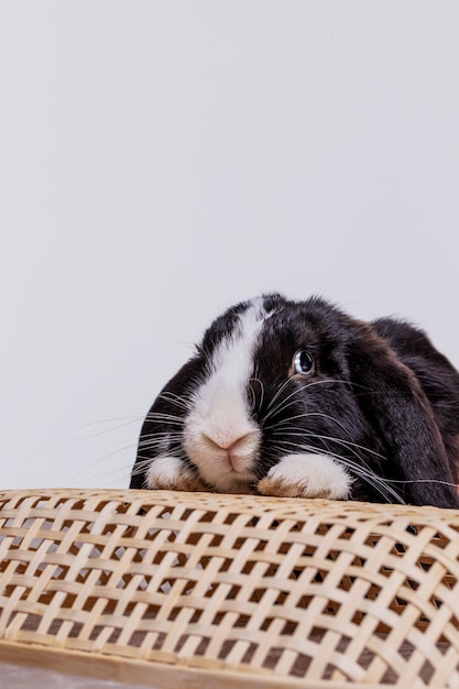 Fluffy rabbit pet portrait