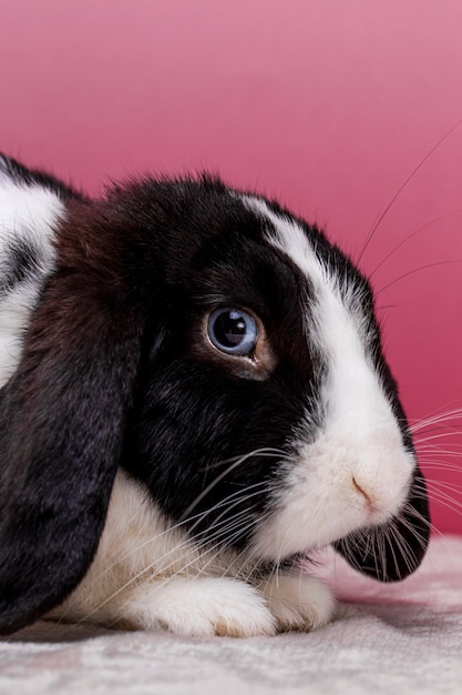 Free photo fluffy rabbit pet portrait