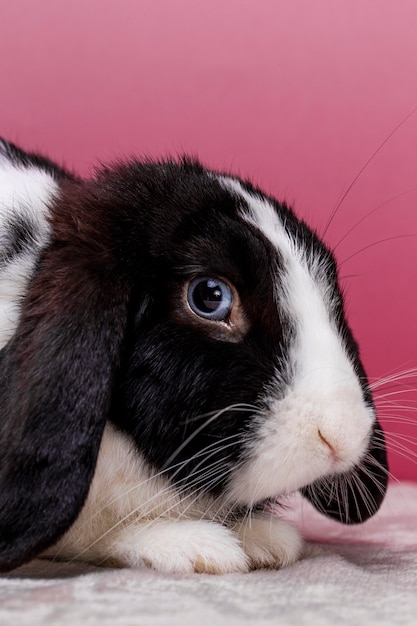 Fluffy rabbit pet portrait