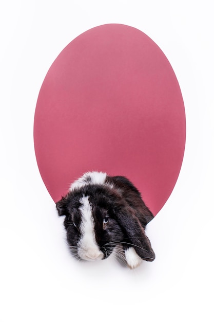 Free photo fluffy rabbit pet portrait