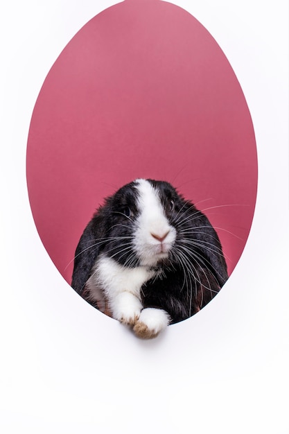 Fluffy rabbit pet portrait