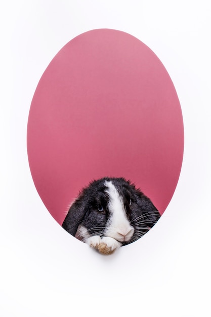 Free photo fluffy rabbit pet portrait