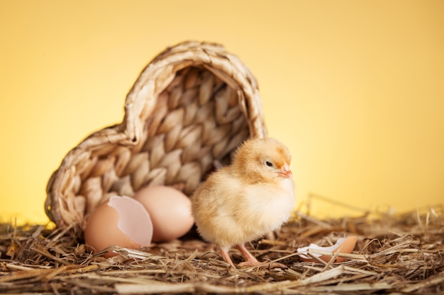 Free photo fluffy small chicken in nest