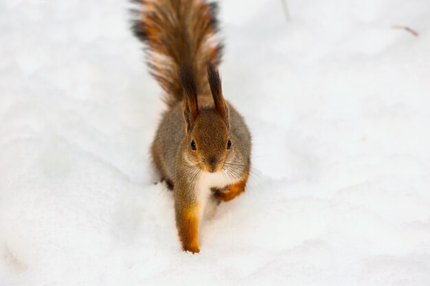 ぼやけた背景と雪の地面にかわいい小さなリスのクローズアップショット 無料の写真