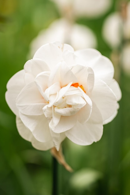 Free photo fluffy white daffodil grow and bloom close up