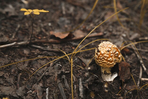 Fly agaric with yellow cap in black ground 