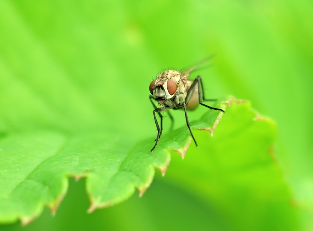 Fly on a leaf