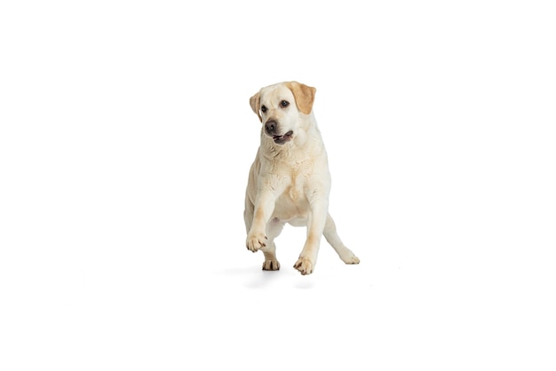 Free photo flyer with portrait of pedigree dog labrador retriever posing isolated on white studio background