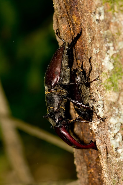Flying deer beetle in a tree trunk