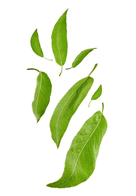 Flying fresh green leaves of plum tree or tea, isolated on white background. Leafage levitation concept. Botanical pattern, collage. Close up, copy space