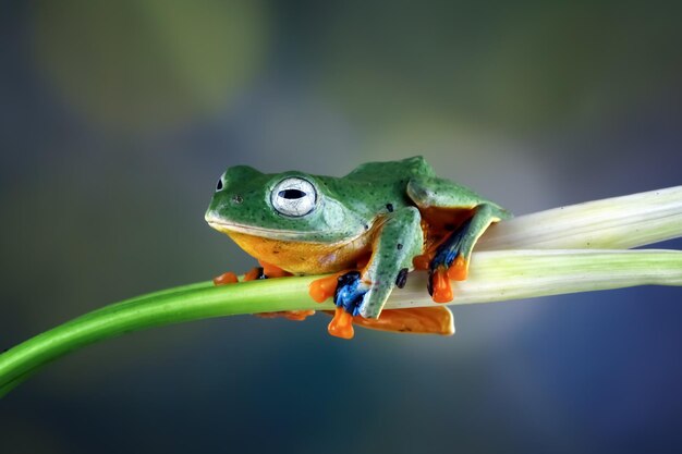 Flying frog on branch beautiful tree frog on green leaves rachophorus reinwardtii Javan tree frog